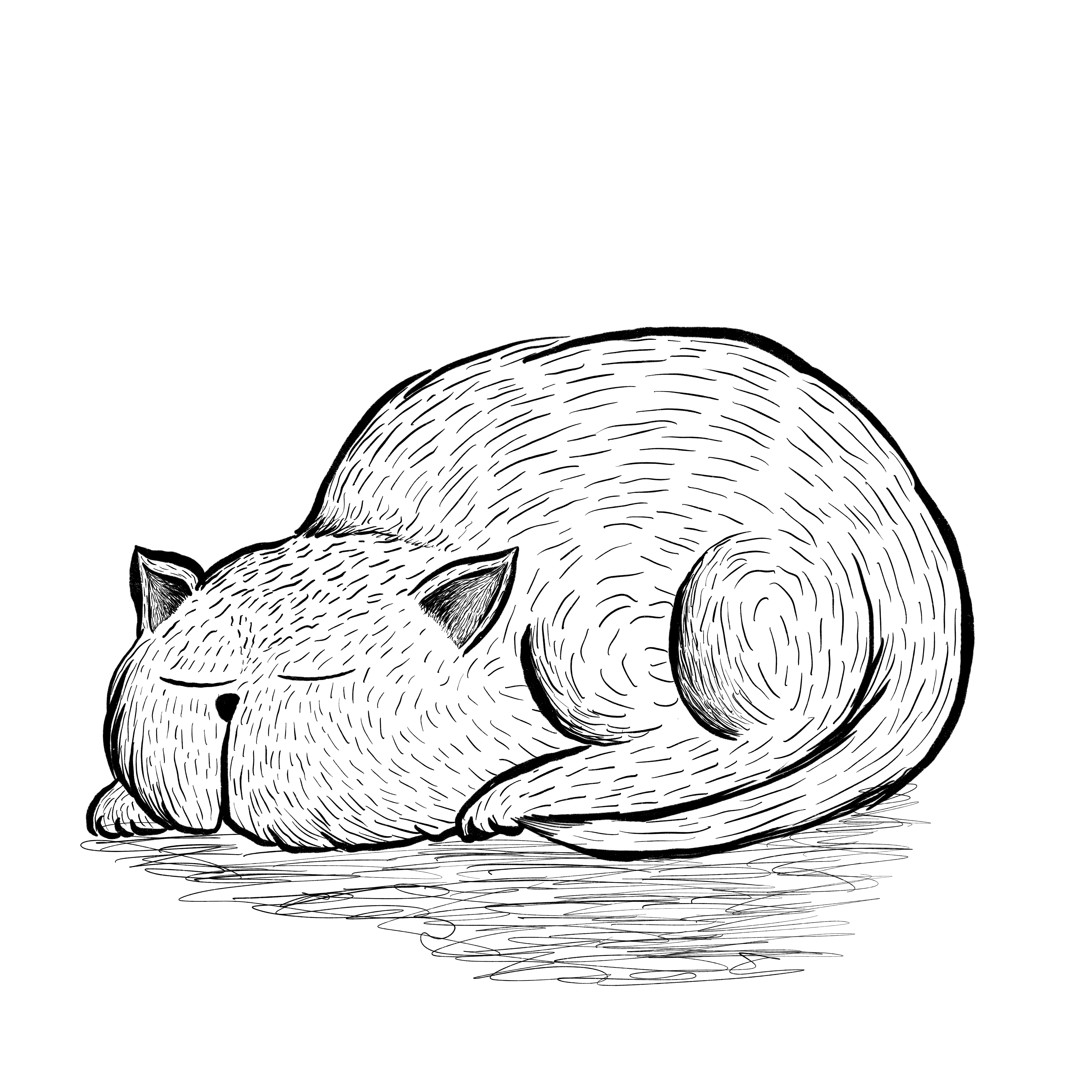 Cat illustration